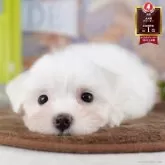 マルチーズ