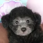 トイプードル(トイ)