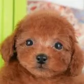 トイプードル(トイ)