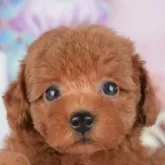 トイプードル(トイ)