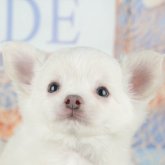 チワワ(ロング)