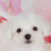 ビションフリーゼ