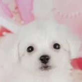 ビションフリーゼ