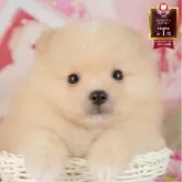 ポメラニアン