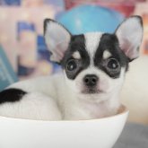 チワワ(スムース)