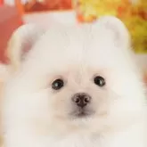ポメラニアン