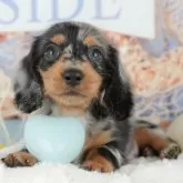 ミニチュアダックスフンド(ロング)【千葉県・男の子・2025年9月11日・シルバーダップル】の写真1「この子が気になった方は、[[この子犬の見学希望]]ボタンからお気軽にお問い合わせ下さい😊」