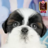 シーズー