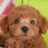 トイプードル(トイ)