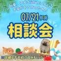 カニンヘンダックスフンド(ロング)【千葉県・男の子・2025年5月14日・チョコレートタン】の写真2「7/21相談会開催🐶🚨 3連休中のためすぐ満席予想！ご予約はお早めに✨」