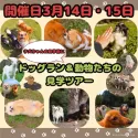 チーズー(チワワ×シーズー)【千葉県・男の子・2026年1月11日・ゴールド&ホワイト】の写真2「🌳🐕大好評ドッグランツアー開催✨」