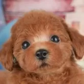 トイプードル(トイ)【千葉県・女の子・2025年9月15日・レッド】の写真3「専属獣医師さんによる健康診断実施済み！🏥もちろん健康診断書も付いてます🌟」