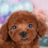 トイプードル(トイ)【千葉県・女の子・2025年9月23日・レッド】の写真3「専属獣医師さんによる健康診断実施済み！🏥もちろん健康診断書も付いてます🌟」