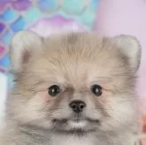 ポメラニアン【千葉県・男の子・2025年9月13日・クリーム】の写真3「専属獣医師さんによる健康診断実施済み！🏥もちろん健康診断書も付いてます🌟」