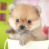 ポメラニアン【千葉県・男の子・2025年9月4日・オレンジ】の写真3「専属獣医師さんによる健康診断実施済み！🏥もちろん健康診断書も付いてます🌟」