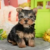 ヨークシャーテリア【千葉県・男の子・2025年10月20日・スティールブルー&タン】の写真3「専属獣医師さんによる健康診断実施済み！🏥もちろん健康診断書も付いてます🌟」