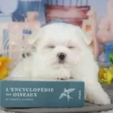 マルチーズ【千葉県・女の子・2025年10月26日・ホワイト】の写真3「専属獣医師さんによる健康診断実施済み！🏥もちろん健康診断書も付いてます🌟」