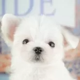 マルチーズ【千葉県・女の子・2025年9月9日・ホワイト】の写真3「専属獣医師さんによる健康診断実施済み！🏥もちろん健康診断書も付いてます🌟」