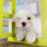 マルチーズ【千葉県・女の子・2025年7月9日・ホワイト】の写真3「専属獣医師さんによる健康診断実施済み！🏥もちろん健康診断書も付いてます🌟」
