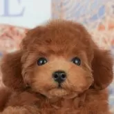 トイプードル(トイ)【千葉県・女の子・2025年8月26日・レッド】の写真3「専属獣医師さんによる健康診断実施済み！🏥もちろん健康診断書も付いてます🌟」