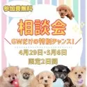 ミニチュアダックスフンド(ロング)【千葉県・女の子・2025年3月10日・レッド】の写真3「🍀大好評につき第三回目の相談会開催！お気軽にお問い合わせ下さい🐶🌸」
