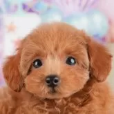 トイプードル(トイ)【千葉県・女の子・2025年7月14日・レッド】の写真3「専属獣医師さんによる健康診断実施済み！🏥もちろん健康診断書も付いてます🌟」