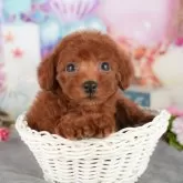 トイプードル(トイ)【千葉県・女の子・2025年9月23日・レッド】の写真4「遠方の方やお忙しい方におすすめ！🏠自宅からオンラインでの見学もできます！📱」