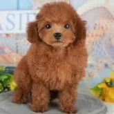 トイプードル(トイ)【千葉県・女の子・2025年8月26日・レッド】の写真4「遠方の方やお忙しい方におすすめ！🏠自宅からオンラインでの見学もできます！📱」