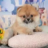 ポメラニアン【千葉県・男の子・2025年8月30日・オレンジ】の写真4「遠方の方やお忙しい方におすすめ！🏠自宅からオンラインでの見学もできます！📱」