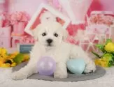 トイプードル(トイ)【千葉県・男の子・2025年6月21日・クリーム】の写真4「遠方の方やお忙しい方におすすめ！🏠自宅からオンラインでの見学もできます！📱」