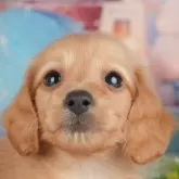 ミニチュアダックスフンド(ロング)【千葉県・男の子・2025年9月19日・イエロー】の写真4「遠方の方やお忙しい方におすすめ！🏠自宅からオンラインでの見学もできます！📱」