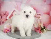 ビションフリーゼ【千葉県・男の子・2025年5月2日・ホワイト】の写真5「わんちゃんが気になったその日でも見学できます🐶✨特別価格でお迎えセットも販売してます🌟」
