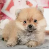 ポメラニアン【千葉県・男の子・2025年9月4日・オレンジ】の写真5「わんちゃんが気になったその日でも見学できます🐶✨特別価格でお迎えセットも販売してます🌟」