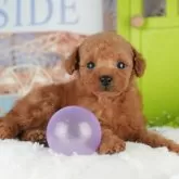 タイニープードル【千葉県・男の子・2025年9月22日・レッド】の写真5「わんちゃんが気になったその日でも見学できます🐶✨特別価格でお迎えセットも販売してます🌟」