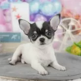 チワワ(スムース)【千葉県・男の子・2025年10月13日・ブラックタン&ホワイト】の写真5「わんちゃんが気になったその日でも見学できます🐶✨特別価格でお迎えセットも販売してます🌟」