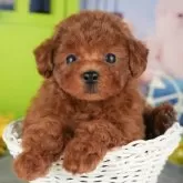 トイプードル(トイ)【千葉県・女の子・2025年9月18日・レッド】の写真5「わんちゃんが気になったその日でも見学できます🐶✨特別価格でお迎えセットも販売してます🌟」