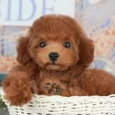 トイプードル(トイ)【千葉県・女の子・2025年8月26日・レッド】の写真5「わんちゃんが気になったその日でも見学できます🐶✨特別価格でお迎えセットも販売してます🌟」