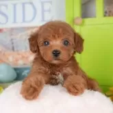 トイプードル(トイ)【千葉県・女の子・2025年9月23日・レッド】の写真6「子ども連れでもOK！👧キッズスペースが有るので、ゆっくりわんちゃんの見学が可能です🐶」