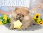 ポメラニアン【千葉県・女の子・2025年3月17日・オレンジ】の写真5「わんちゃんが気になったその日でも見学できます🐶✨特別価格でお迎えセットも販売してます🌟」