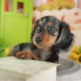 ミニチュアダックスフンド(ロング)【千葉県・男の子・2025年10月11日・シルバーダップル】の写真6「子ども連れでもOK！👧キッズスペースが有るので、ゆっくりわんちゃんの見学が可能です🐶」