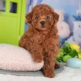 トイプードル(トイ)【千葉県・女の子・2025年9月18日・レッド】の写真6「子ども連れでもOK！👧キッズスペースが有るので、ゆっくりわんちゃんの見学が可能です🐶」