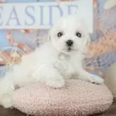 マルションプー(マルチーズ×ビションプー)【千葉県・女の子・2026年1月29日・ホワイト】の写真6「子ども連れでもOK！👧キッズスペースが有るので、ゆっくりわんちゃんの見学が可能です🐶」