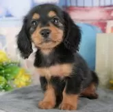 ミニチュアダックスフンド(ロング)【千葉県・男の子・2025年9月11日・ブラックタン】の写真6「子ども連れでもOK！👧キッズスペースが有るので、ゆっくりわんちゃんの見学が可能です🐶」