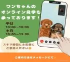 トイプードル(トイ)【千葉県・男の子・2025年2月25日・レッド】の写真6「遠方の方やお忙しい方におすすめ！🏠自宅からオンラインでの見学もできます！📱」
