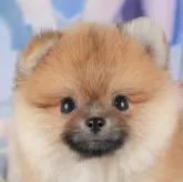 ポメラニアン【千葉県・男の子・2025年8月30日・オレンジ】の写真8「とりあえずお気に入り登録しませんか？😊お気に入り登録の方限定クーポン配信中！🎊」