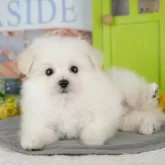 ポメプー(ポメラニアン×ティーカッププードル)【千葉県・男の子・2025年9月20日・ホワイト】の写真8「とりあえずお気に入り登録しませんか？😊お気に入り登録の方限定クーポン配信中！🎊」