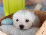 マルチーズ【千葉県・女の子・2025年7月9日・ホワイト】の写真7「とりあえずお気に入り登録しませんか？😊お気に入り登録の方限定クーポン配信中！🎊」