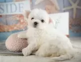 マルチーズ【千葉県・女の子・2025年9月9日・ホワイト】の写真8「とりあえずお気に入り登録しませんか？😊お気に入り登録の方限定クーポン配信中！🎊」