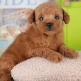 タイニープードル【千葉県・男の子・2025年9月22日・レッド】の写真8「とりあえずお気に入り登録しませんか？😊お気に入り登録の方限定クーポン配信中！🎊」