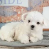 マルチーズ【千葉県・女の子・2025年9月9日・ホワイト】の写真9「可愛い子犬ちゃんに会いに来ませんか？😊私たちが素敵なご縁をお繋ぎいたします💖」